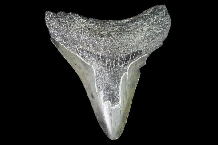 Juvenile Megalodon Tooth - Georgia #101336
